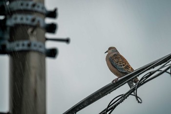 Oriental Turtle Dove 自宅前 Tue, 8/1/2023