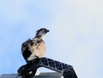 カンムリミサゴ Rotary Athletics Field, Lane Cove North, NSW, Australia 2023年7月29日(土)