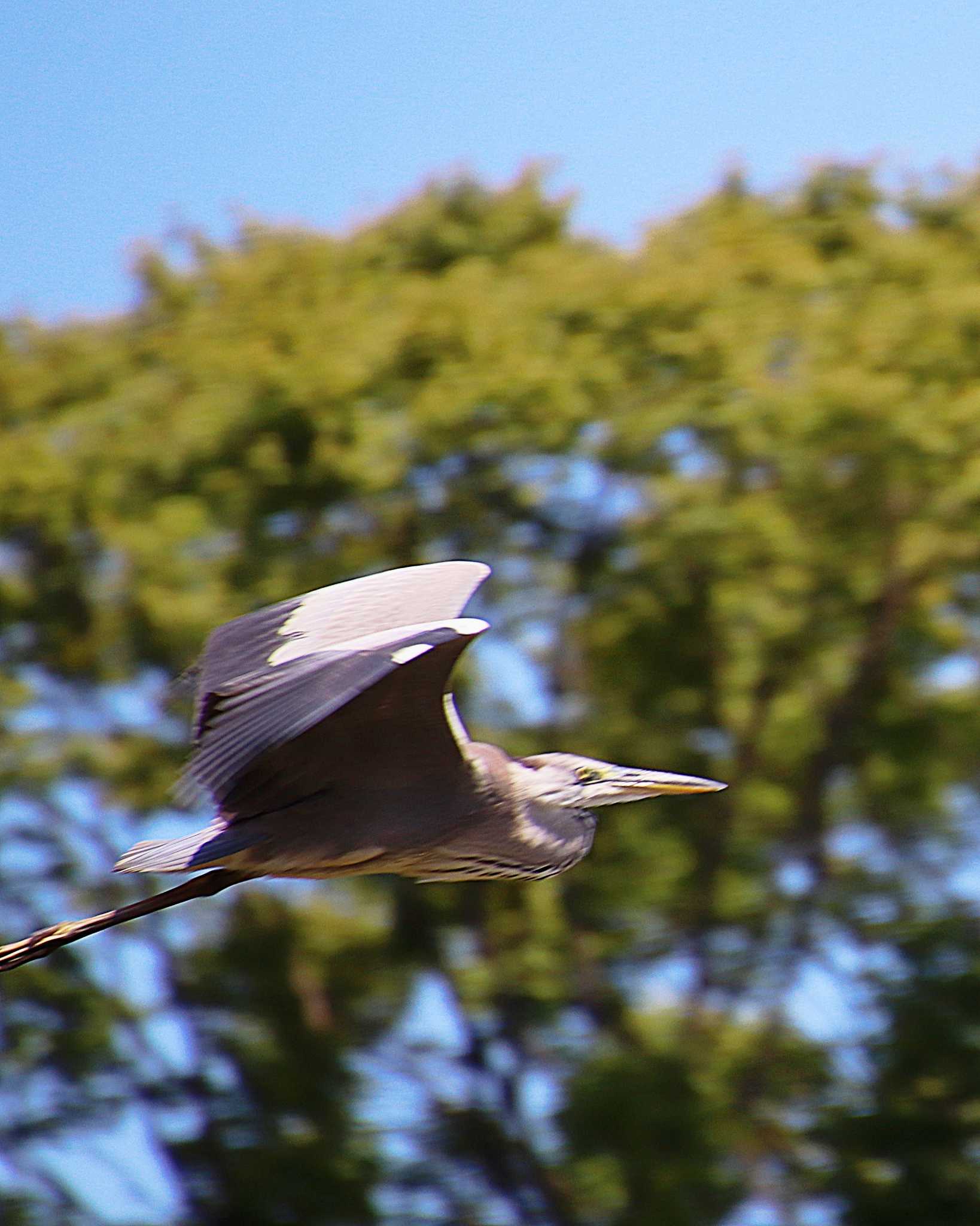 Grey Heron