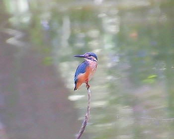 Tue, 8/1/2023 Birding report at Oizumi Ryokuchi Park