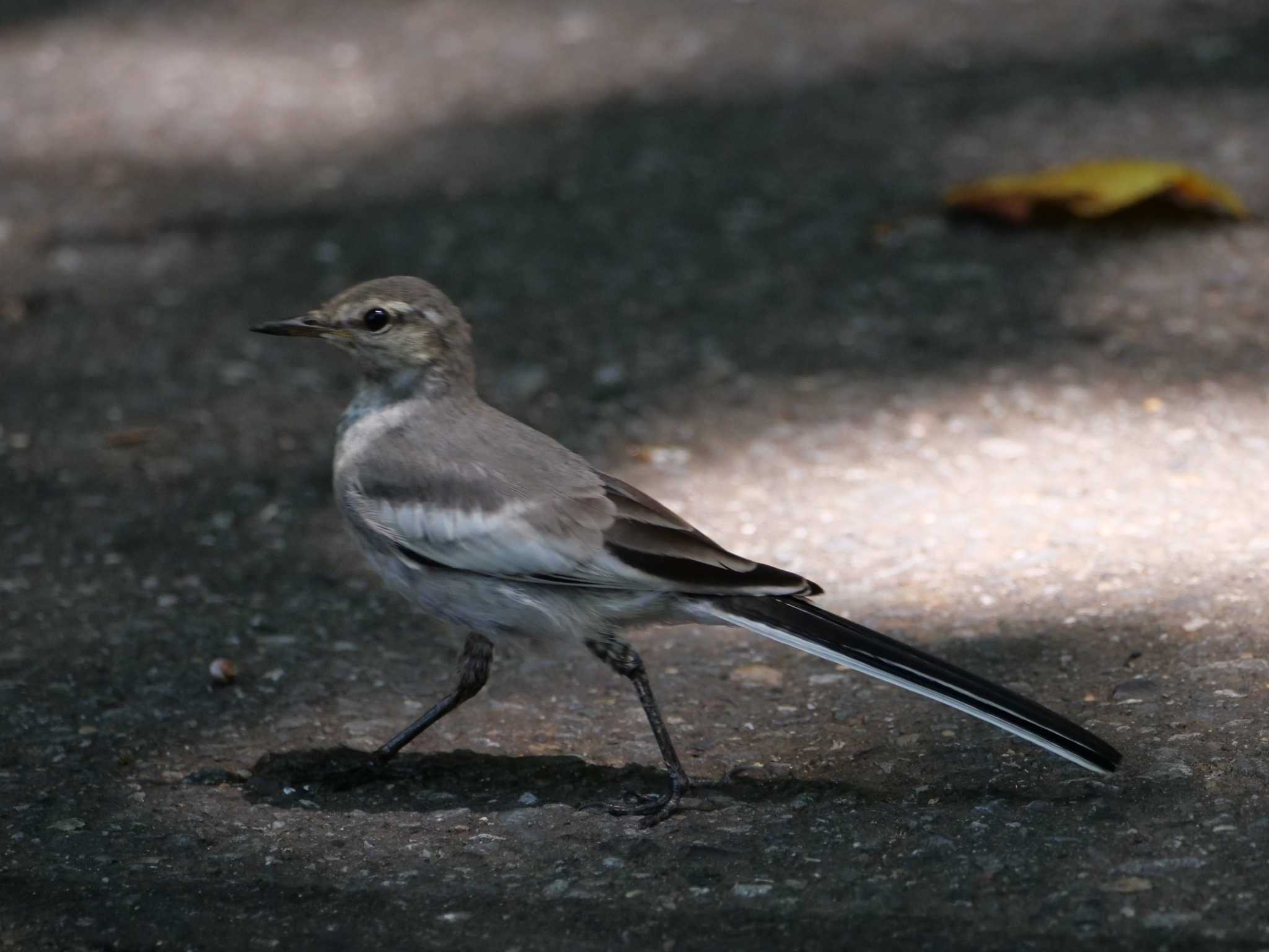 軽快に歩けるよ・・。　（続く） by little birds