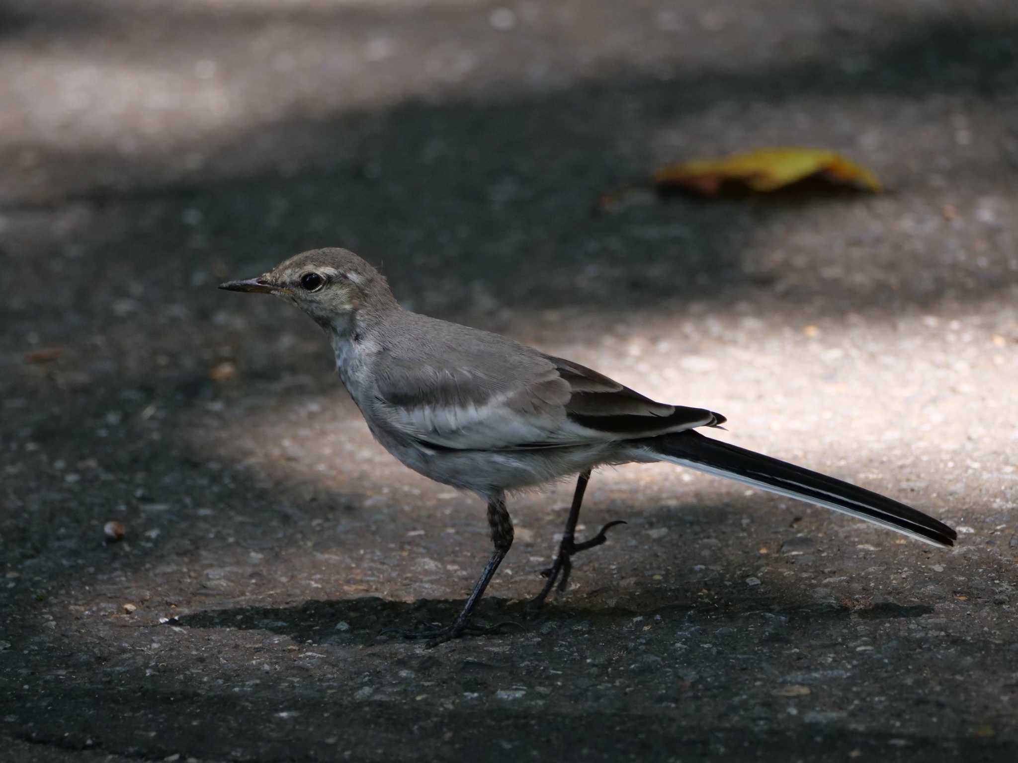 日陰に入りました・・ by little birds