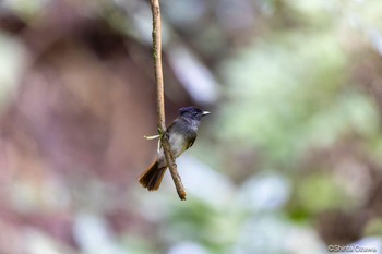 Black Paradise Flycatcher 鎌北湖 Sun, 7/23/2023