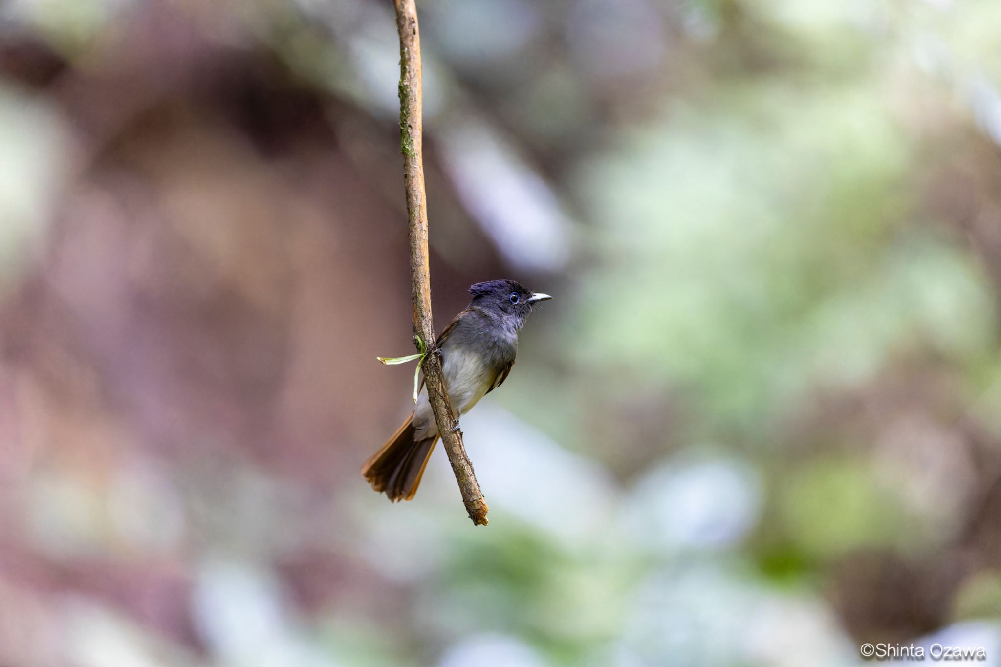 Photo of Black Paradise Flycatcher at 鎌北湖 by SNT