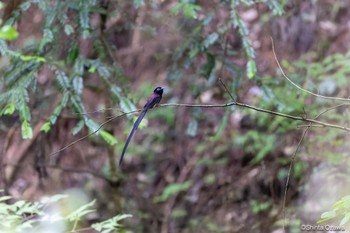 サンコウチョウ 鎌北湖 2023年7月23日(日)