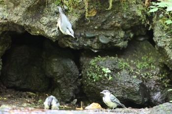 ゴジュウカラ 大洞の水場 2023年7月29日(土)