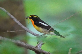 キビタキ 旭山記念公園 2023年6月17日(土)