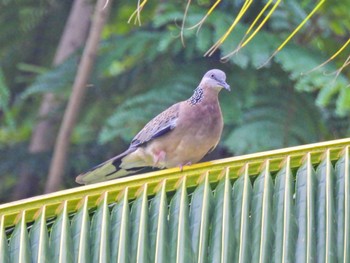 カノコバト ルンピニ公園(タイ, バンコク) 2023年7月2日(日)