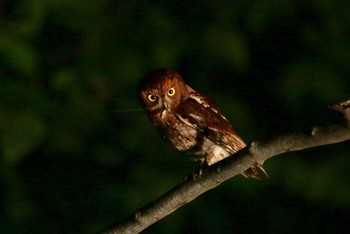 Oriental Scops Owl Unknown Spots Tue, 7/10/2018