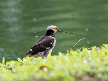 Black-collared Starling ルンピニ公園(タイ, バンコク) Sun, 7/2/2023