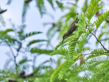 キバラタイヨウチョウ ルンピニ公園(タイ, バンコク) 2023年7月2日(日)