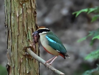 ヤイロチョウ 場所が不明 2023年7月30日(日)