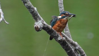 2023年7月31日(月) おいらせ町いちょう公園(青森県おいらせ町)の野鳥観察記録