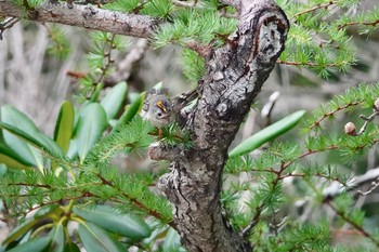 キクイタダキ 山梨県 2018年7月31日(火)