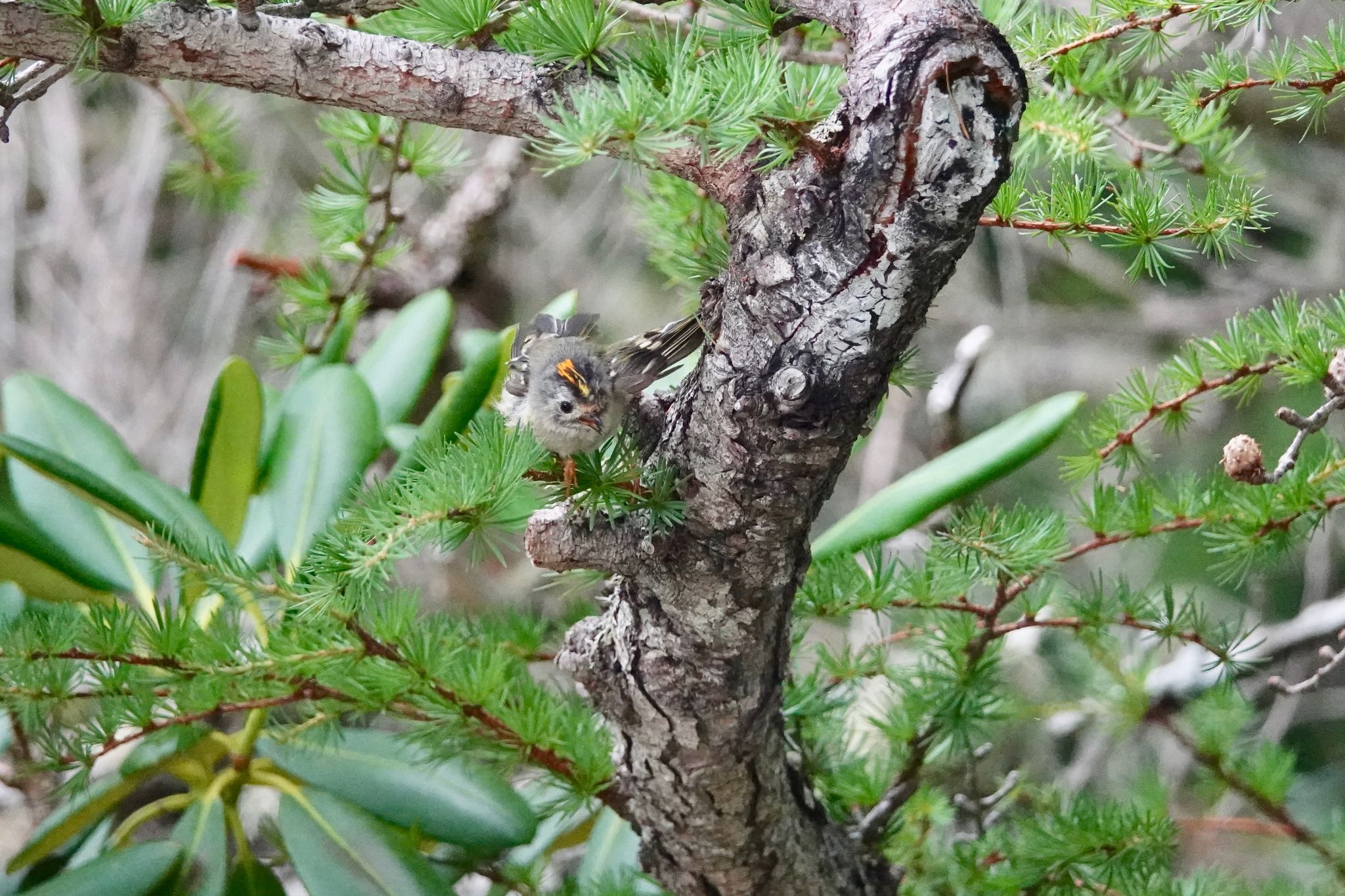 Goldcrest