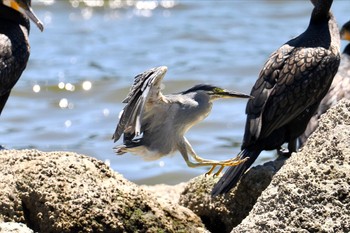 ササゴイ 東京港野鳥公園 2023年7月30日(日)