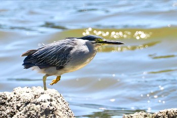 ササゴイ 東京港野鳥公園 2023年7月30日(日)