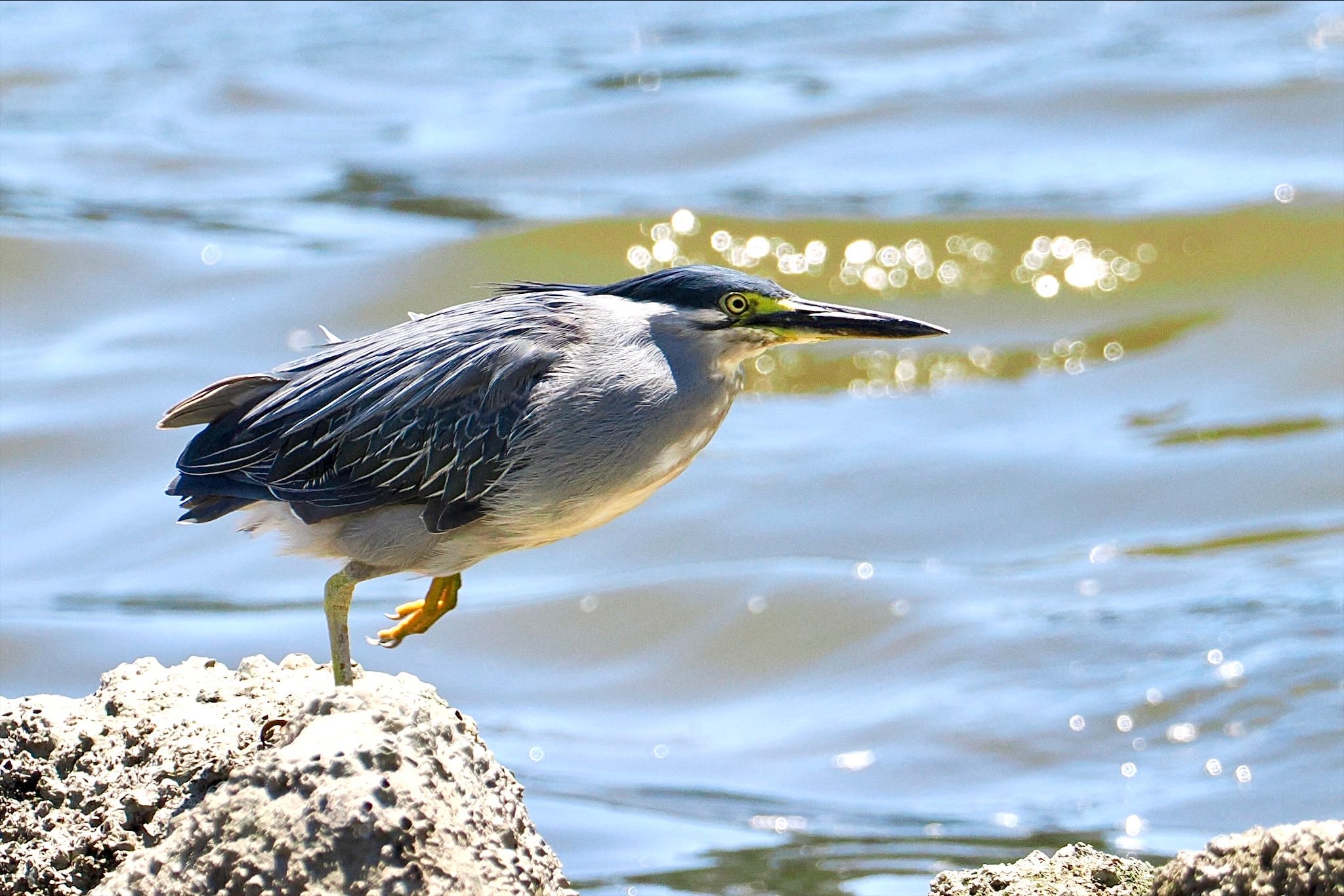 東京港野鳥公園 ササゴイの写真 by とりとり