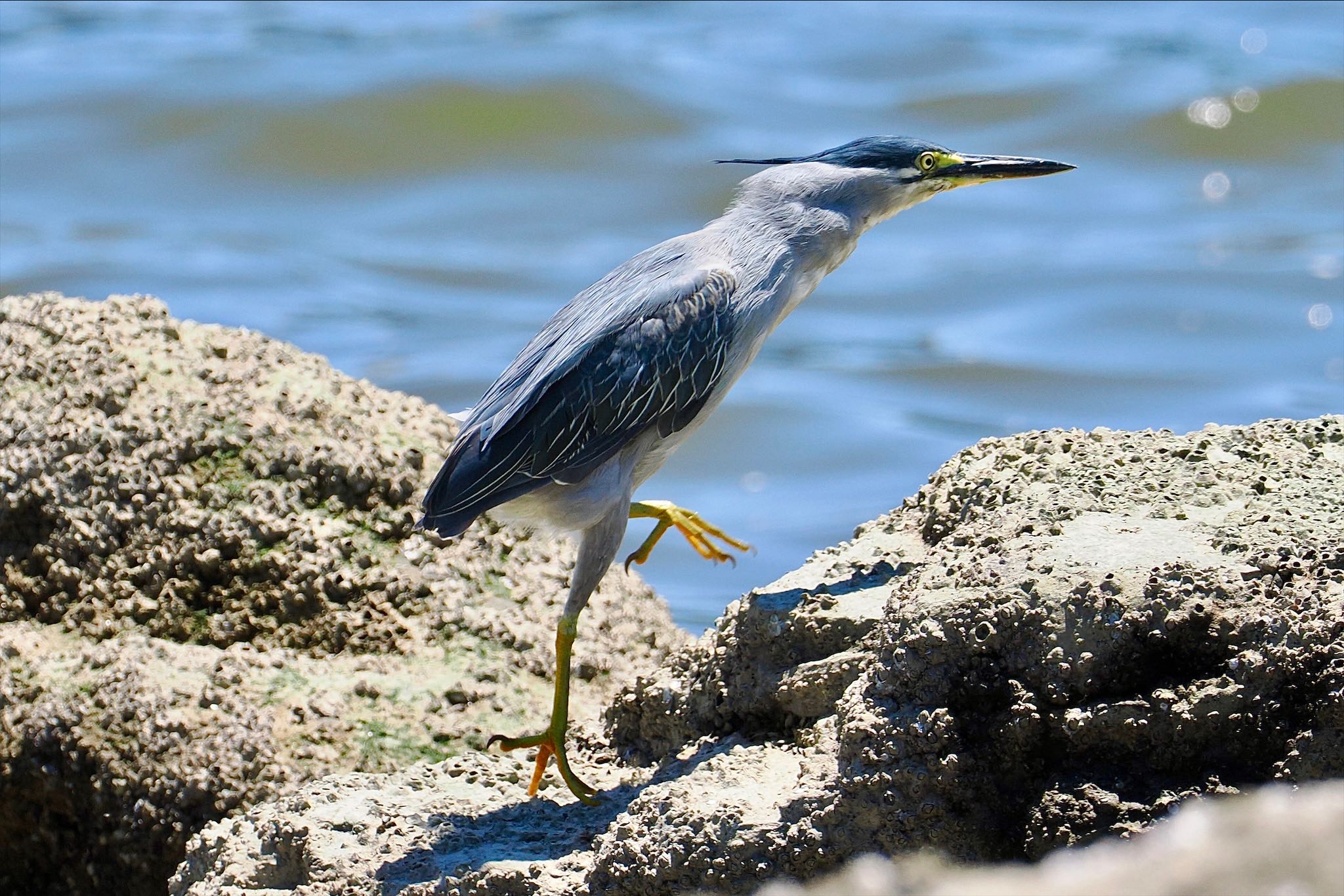 東京港野鳥公園 ササゴイの写真 by とりとり