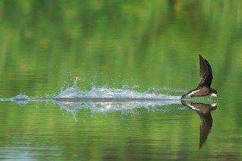 White-throated Needletail ひるがの高原(蛭ヶ野高原) Sat, 7/22/2023