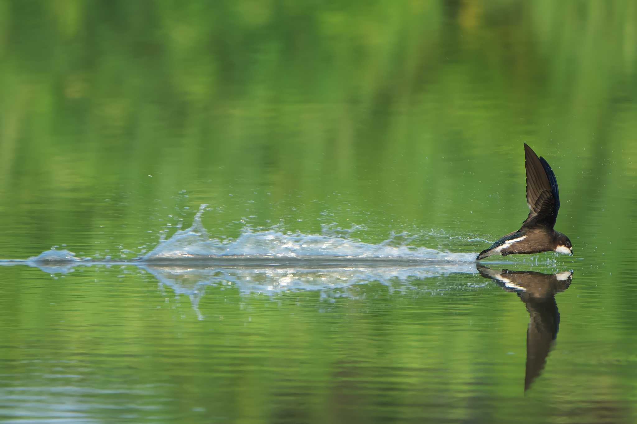 White-throated Needletail