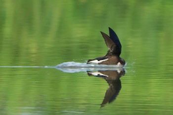 White-throated Needletail ひるがの高原(蛭ヶ野高原) Sat, 7/22/2023