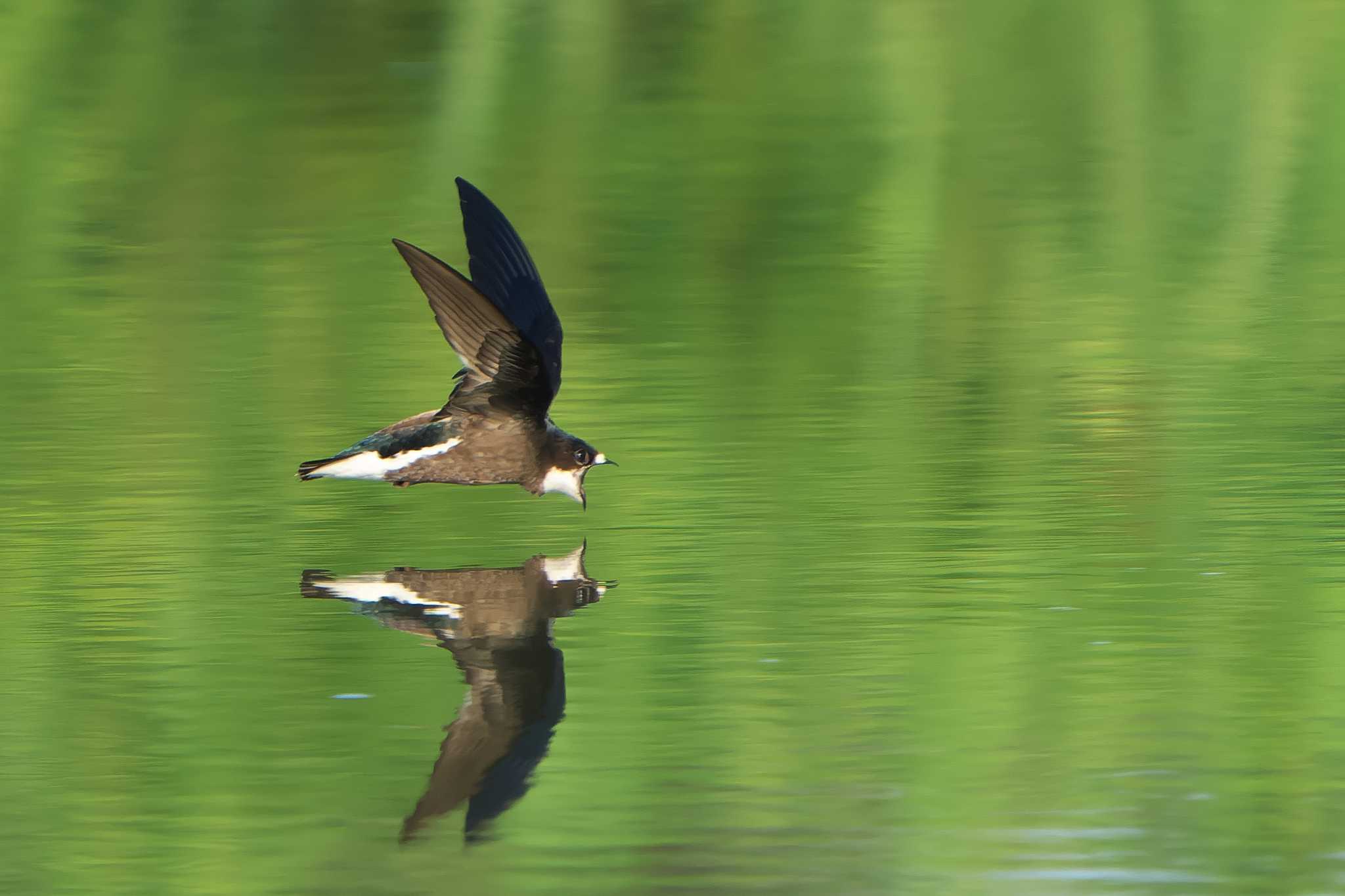 Photo of White-throated Needletail at ひるがの高原(蛭ヶ野高原) by 禽好き