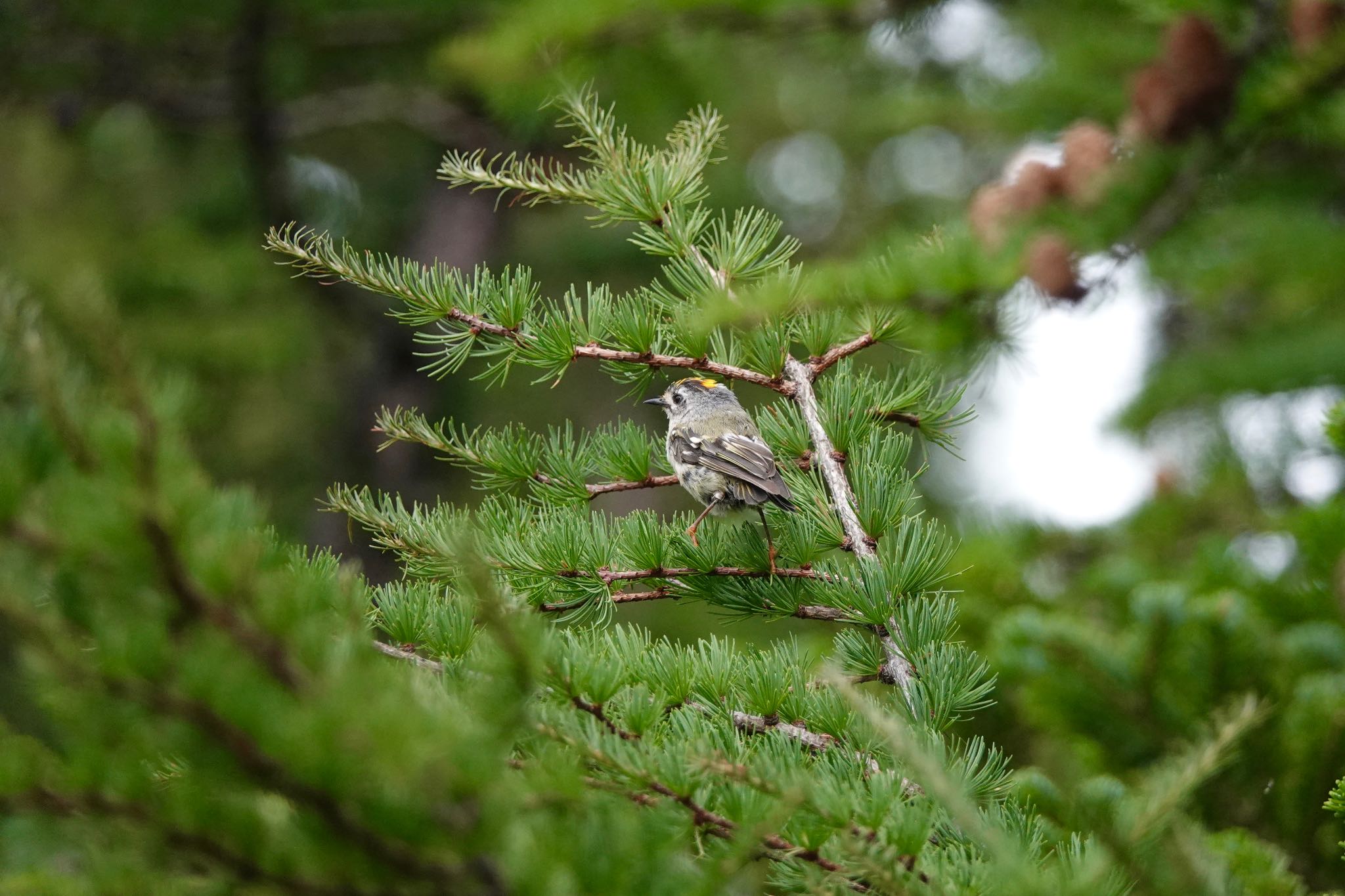 Goldcrest