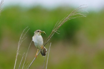 Middendorff's Grasshopper Warbler Notsuke Peninsula Tue, 7/18/2023