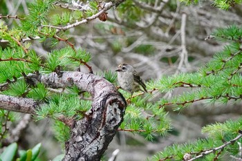 キクイタダキ 山梨県 2018年7月31日(火)