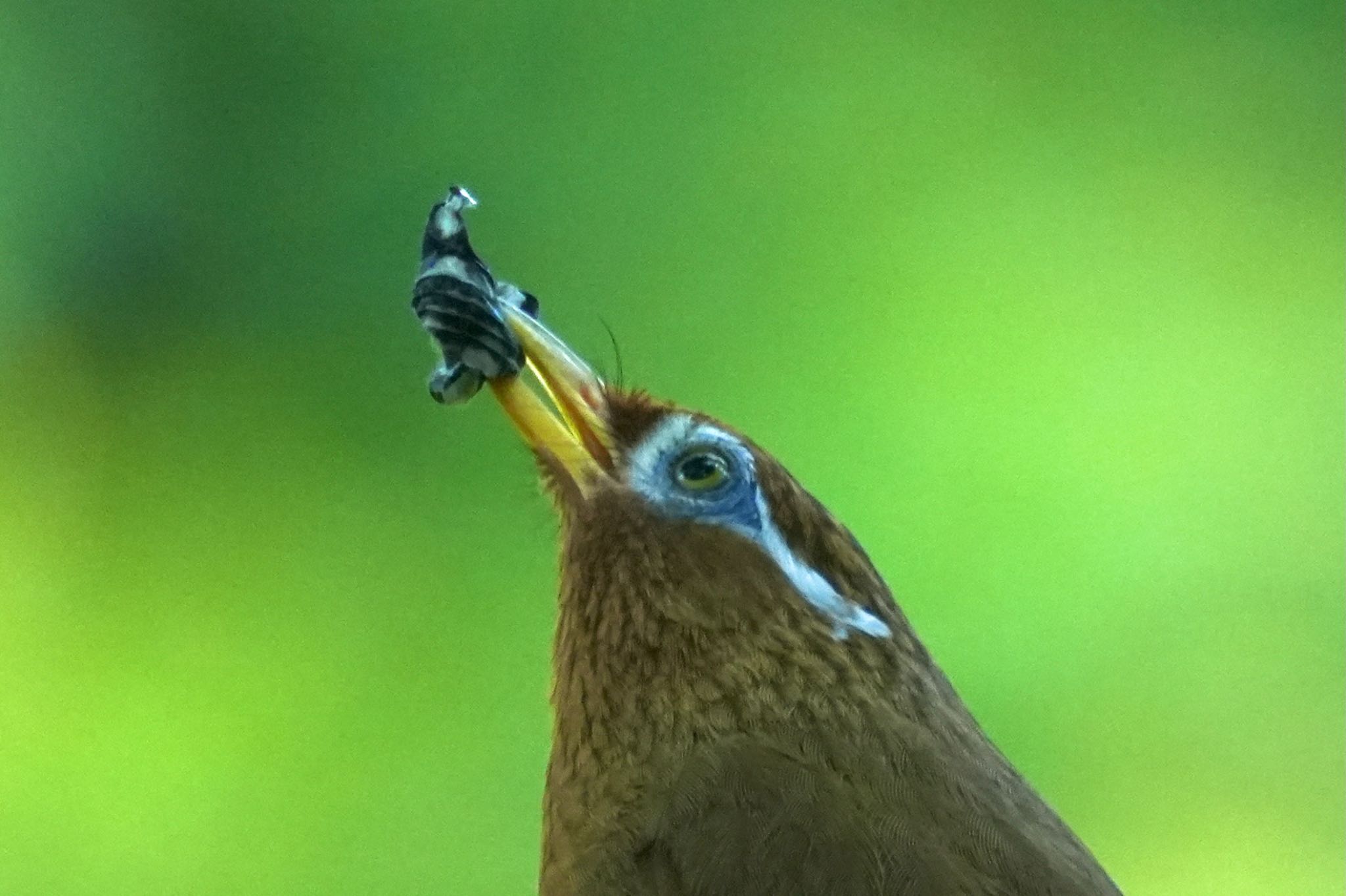 ガビチョウ