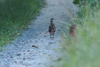 Copper Pheasant 焼山沢真木林道 Sat, 7/29/2023