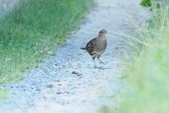 Copper Pheasant 焼山沢真木林道 Sat, 7/29/2023