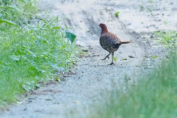 Copper Pheasant 焼山沢真木林道 Sat, 7/29/2023