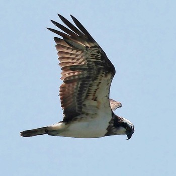 ミサゴ 東京港野鳥公園 2023年7月28日(金)