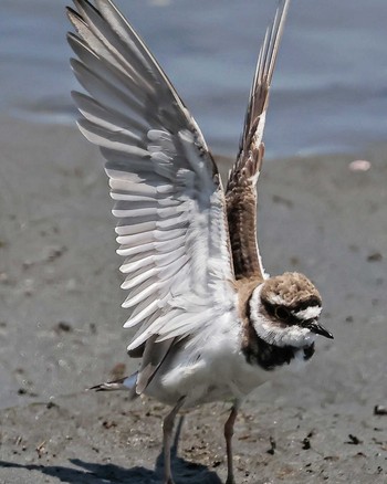 コチドリ 東京港野鳥公園 2023年7月28日(金)