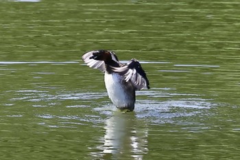 カイツブリ 東京港野鳥公園 2023年7月28日(金)