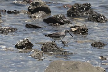 キアシシギ 東京港野鳥公園 2023年7月28日(金)