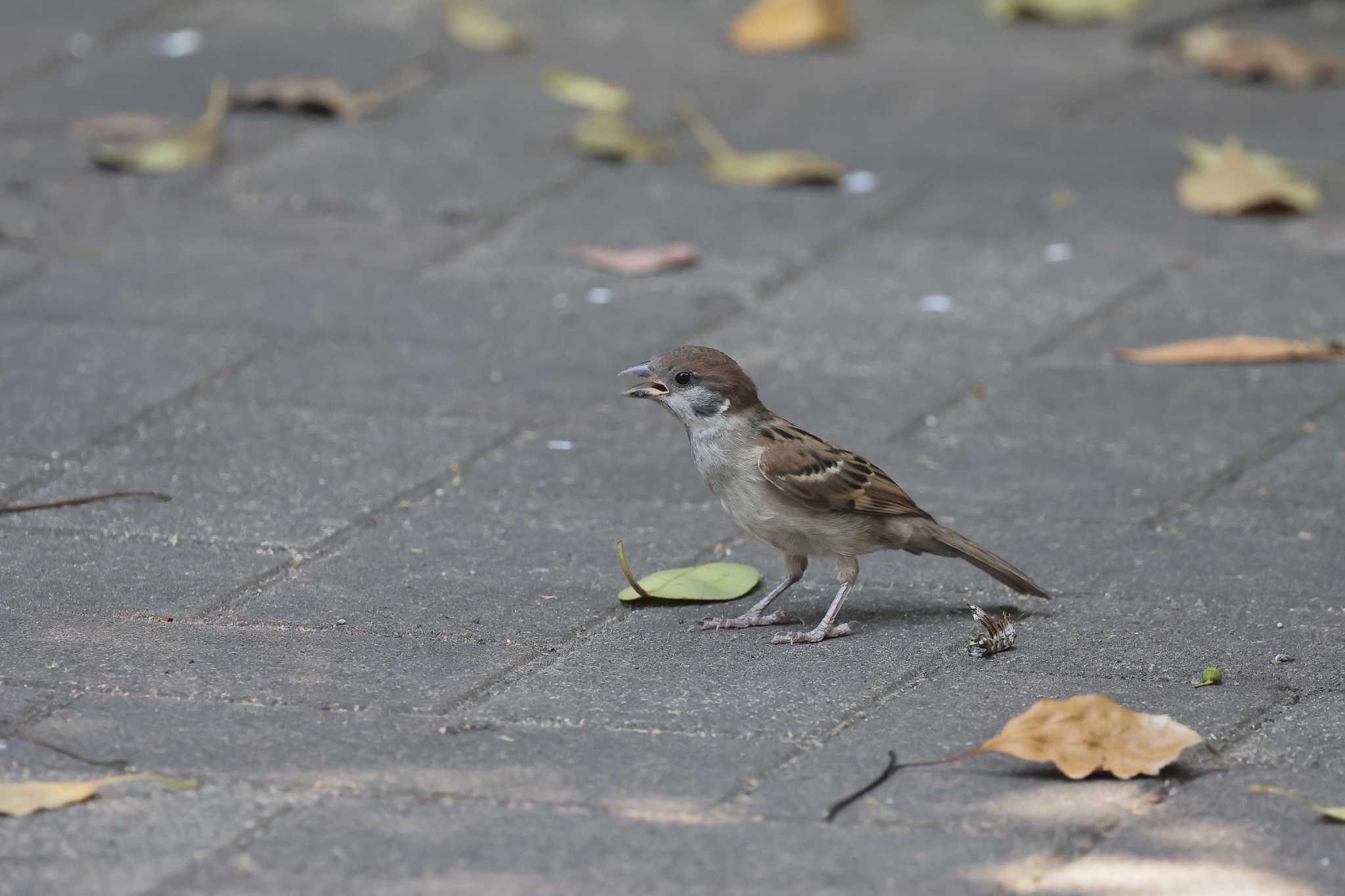 東京港野鳥公園 スズメの写真 by shige taka