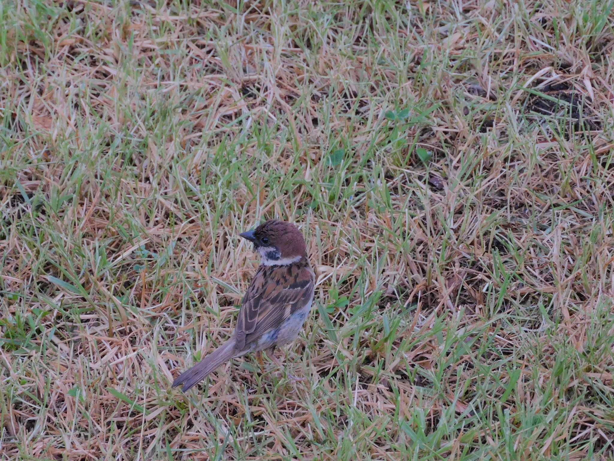 Photo of Eurasian Tree Sparrow at Hibiya Park by woodnote1957