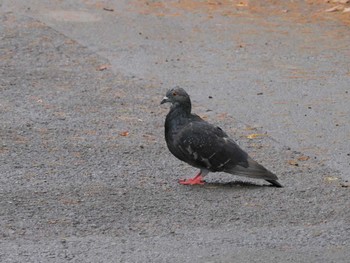 Tue, 8/1/2023 Birding report at Hibiya Park