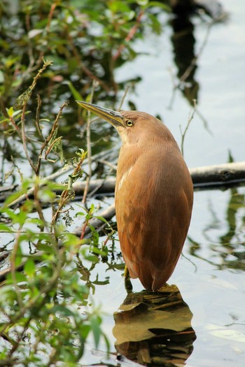 Cinnamon Bittern 台湾高雄 Sun, 1/16/2005