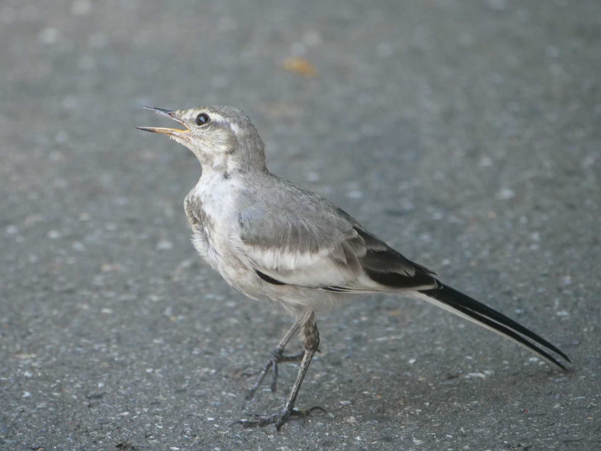 アチィー、舗装路に戻ったね・・。 by little birds