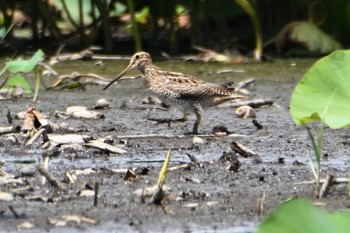 Latham's Snipe 熊本市沖新町 Fri, 8/9/2019