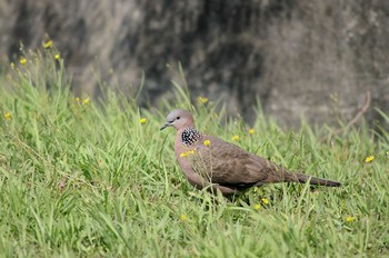 Spotted Dove 台湾高雄 Sun, 1/16/2005