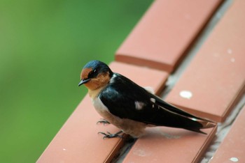 Pacific Swallow 台湾高雄 Tue, 8/24/2004