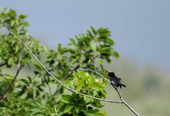 Malagasy Bulbul 台湾高雄 Sun, 1/23/2005