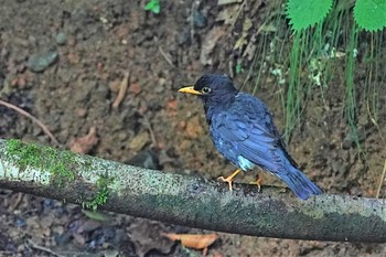 クロツグミ 伊香保森林公園 2023年7月30日(日)