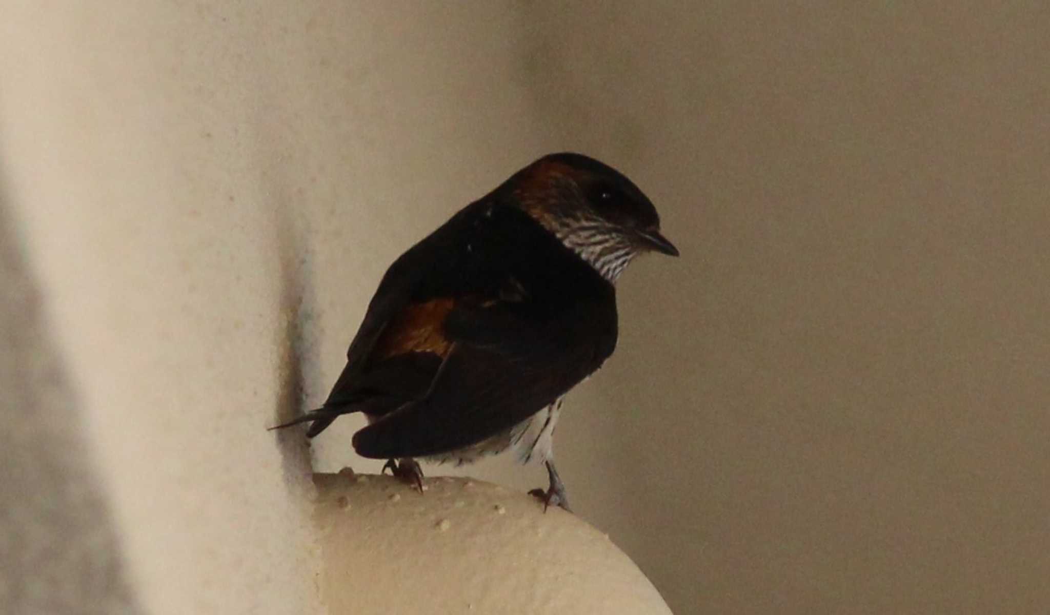 Photo of Red-rumped Swallow at 和倉温泉 by MATIKEN