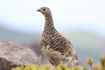 Rock Ptarmigan Unknown Spots Fri, 7/28/2023